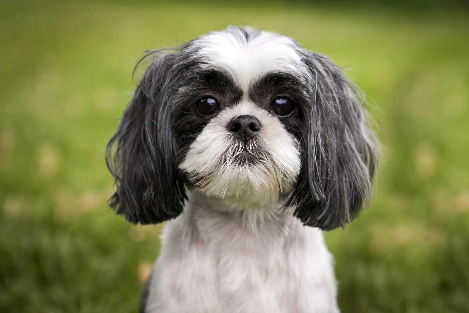 How to Choose the Right Pet Sitting Service