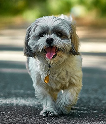 How to Find a Trusted Pet Grooming Service